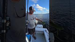 @Swamptosea exotic charters. The best charter around #iguana #florida #floridaman