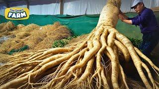 How Korean Farmers Produce CRAZY Amounts of Ginseng!