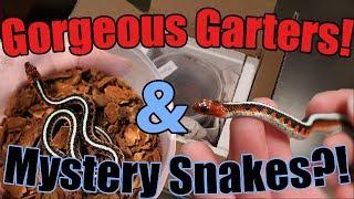Unboxing Red-Sided Garters! And Mystery Snakes??