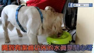 Dog H2O 濾水器(星寶使用版)