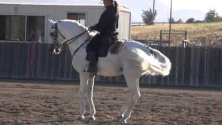 Ramon Becerra with Lusitano GP Stallion Picanco - Exhibition of Champions 2012