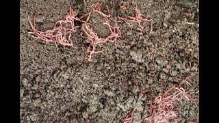 Why are my compost worms dying? - Something is wrong with my worms - Part 1