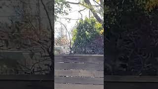 Two Baby Raccoons on a Fence  