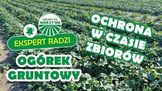 Ogórek gruntowy - ochrona i nawożenie w czasie zbiorów - Ekspert radzi