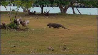 Komodo Dragon Chase a Deer |Crazy Speed