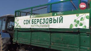 Березовый сок в Слониме 2025: где и почем?