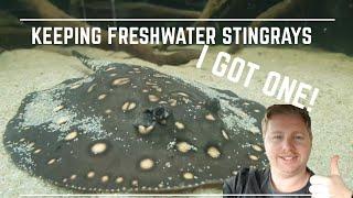 Keeping Freshwater Stingrays - What I've learned so far