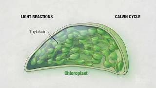 Photosynthesis: Part 4: Chloroplasts | HHMI BioInteractive Video