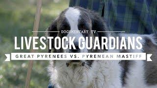 LIVESTOCK GUARDIANS: GREAT PYRENEES AND PYRENEAN MASTIFFS