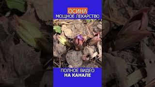 ТРОЙНОЙ ОТВАР ТРАВ! КАК ПРАВИЛЬНО ДЕЛАТЬ!  #shotrs #фитотерапия #травы