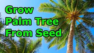 How to Grow Palm Trees from Seeds - THE SIMPLE AND EASY WAY