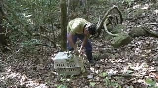 A Tree Pangolin Rescue Being Released into the Wild, Sri Lanka