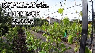 НАШ ВИНОГРАДНИК НА 28 05 25