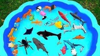 Learn Wild Animals in Blue Swimming Pool For Kids