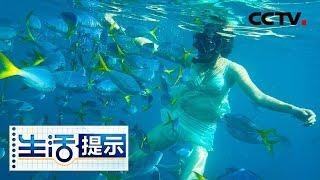 《生活提示》 春节海岛游浮潜时需要注意哪些事项 20190115 | CCTV