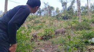 A big wild boar came to Robert's farm, Survival Instinct, Wilderness Alone (ep129)