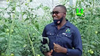 AYEKOO: Green House Farming In Ghana - Bodwease