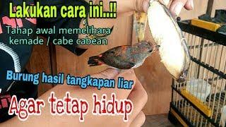 Cara merawat burung cabe cabean hasil pikatan - Melatih makan pisang part1