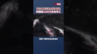 受日本核污染水排海影响韩国超1200万条鱼死亡