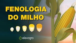 Escala fenológica do milho