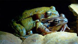 Why Tadpoles Are No Match for Diving Beetle Larvae