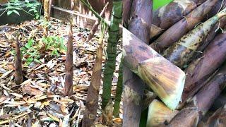  Bamboo Shoots in Our Backyard | 1st Harvest after 5 Years Planting | Plant Shows