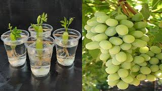 Simple method propagate grape tree with water, growing grape tree at home|बढ़ता हुआ अंगूर का पेड़