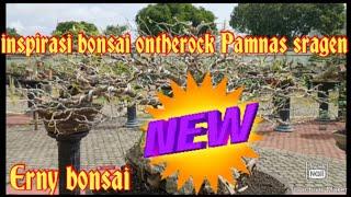 INSPIRASI BONSAI ON THE ROCK DI PAMNAS SRAGEN