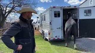 Problem Horse: She goes CRAZY at the Show…… Rearing……Bucking!