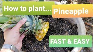 How to plant a Pineapple FAST and EASY!