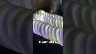 翡翠緬甸之旅，紫羅蘭翡翠手鐲，細膩顯色的底子襯托滿圈紫色，被問爆的一款。#shorts#翡翠 #翡翠手鐲 #緬甸翡翠 #珠寶首飾 #jadeite #live