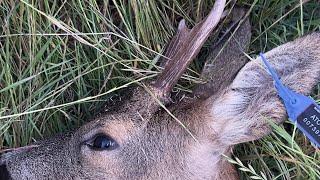 CACCIA DI SELEZIONE AL CAPRIOLO IN TOSCANA 