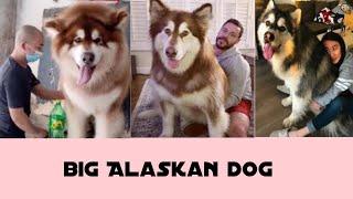 A GAINT ALASKAN DOG COMPALITION  dogs lovers #kawi #tiktok #likee #sneak