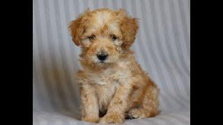 Mini Whoodle Puppies for Sale