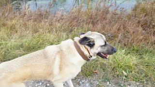 Can A Kangal Be Trained Recall With An E Collar? | Ash The Kangal | Turkish Kangal Dog