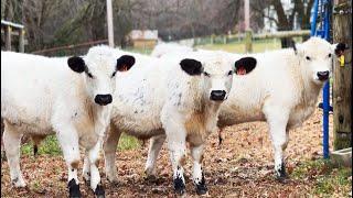 How we Raise Grass Fed Beef (Rotational Grazing)