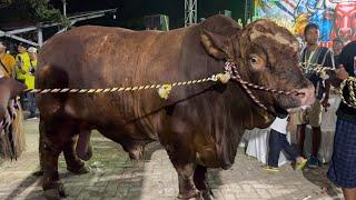 AKHIRNYA BRUNO SABET JUARA SAPI TERBESAR 1377 KG KONTES APPSI ‼️