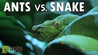 Ants vs. Snake