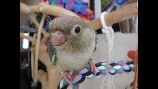 Ducky -- Pineapple Turquoise Green Cheek Conure