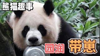 熊猫趣事，陈园润女士带崽的两三件事#panda #熊猫