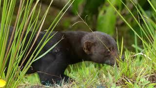 TAYRA, BARU, COSTA RICA