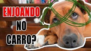 Seu cachorro ENJOA NO CARRO? - Cão em Foco Responde