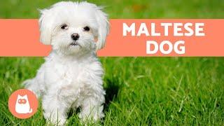 The Maltese Dog - Character, Care and Health