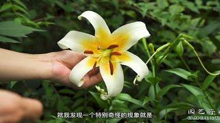 园长介绍百合科的植物【小时间，大园艺】