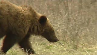 Federal wildlife managers recommend grizzly bears retain 'threatened' status