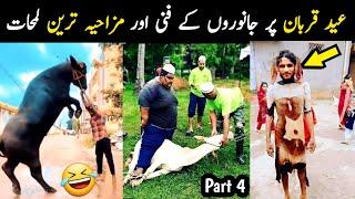 Most Funny Qurbani Animals caught on camera part 4 | Aina Tv