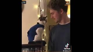 PET : lovely and adorable cats | sweet cats and owner | JazzBheng Channel