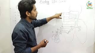 The Air Passageway | 10th class Biology | Chapter 10 - Gaseous exchange | HMS Online