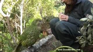 Training Sirocco the Kakapo to Station