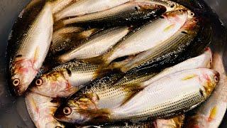 Gizzard Shad Making SUSHI - Japanese Street Food Seafood